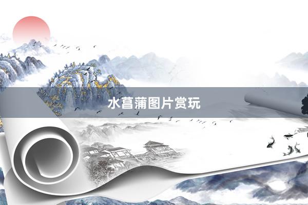 水菖蒲图片赏玩