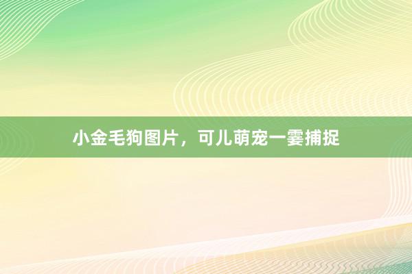 小金毛狗图片，可儿萌宠一霎捕捉