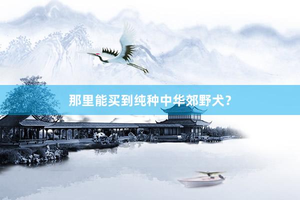 那里能买到纯种中华郊野犬?